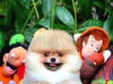 Irk ve sağlık garantili Pomeranian boo 