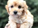 Poodle görselinde Brown Maltıpoo