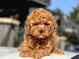 Toy poodle yavrular 