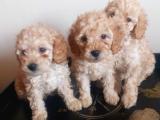 SAFKAN TOY POODLE TEDDY BEAR