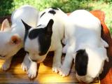 45 günlük dişi ve erkek French Bulldog yavrular