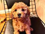 Red Brown Toy Poodle 