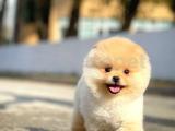 Ayı Surat Pomeranian Boo Yavrularımız 