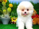 Çapkın,yakışıklı Pomeranian Boo oğlumuz