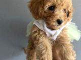 Sevimli Toy Poodle Yavrular 