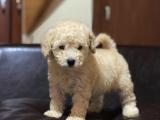 Orijinal Apricort Toy Poodle Yavrumuz