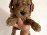 TOY POODLE