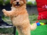 Zeki Enerjik Oyuncu Toy Poodle yavrumuz 