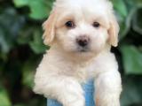 Dizayn ırk maltipoo yavrular