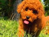 Toy Poodle Yavrularımız