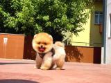 Teddy Bear Face Pomeranian Boo Yavrularımız