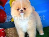 Bal Surat Pomeranian Boo yavrumuz 