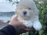 Minik maltipoo bebek yüzlü