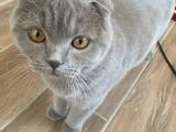 Scottish fold erkek 12 aylık kısır erkek kedi