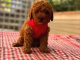 Dişi Red  Brown Toy Poodle 