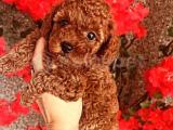 ❤️Orjinal toy Poodle Bebeklerimiz❤️