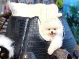 Irk ve sağlık garantili pomeranian boo yavrularımız