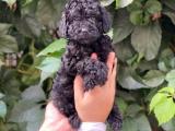 Siyah black dişi 5 toy poodle yavrumuz