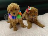 RED TOY POODLE YAVRULARIM Eğitimli