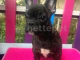 Muhtesem anatomiye sahip french bulldog bebegimiz 