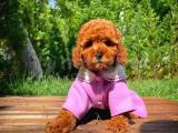 Mini boy fizik yapısına sahip red toy poodle yavrumuz