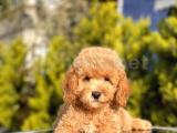 SEVİMLİ TOY POODLE BEBEKLER