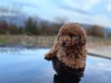 Minicik Toy Poodle Erkek Evlat 