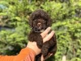 ÖZEL RENK CHOCOLATE POODLE BEBEĞİMİZ