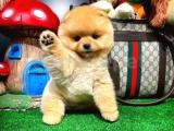 Pomeranian Teddy Bear 