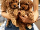 Toy poodle yavrularımız gelmiştir