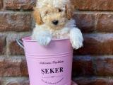 Apricot kayısı renk erkek toy poodle yavrularımız