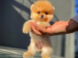 Teacup mini boy pomeranian boo yavrularımız