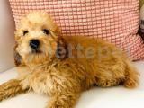 Toy Poodle yavrumuz