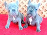 BLUE QUAD  FRENCH BULLDOG YAVRULAR İZMİR 0553.0827380