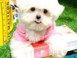 Maltese Terrier KIZIMIZ BARNİE