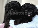 SİYAH MİNİ TOY POODLE YAVRULARIMIZ 