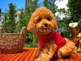 Orjinal renk Safkan Red Brown Toy poodle Kızımız Krema @yavrupatiler