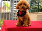 Aşılı Tuvalet Eğitimli Red Toy Poodle Oğlumuz