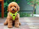 SAFKAN RED BROWN TOY POODLE BEBEKLER