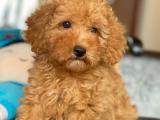 Oyun delisi toy poodle yavrumuz yeni ailesini bekliyor