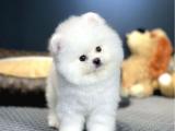 TEDDYBEAR POMERANİAN BOO 