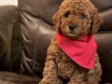 TOY POODLE YAVRULARIMIZ ORJİNAL SAFKAN