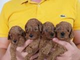 ırk ve sağlık garantili redbrown toy poodle bebekler