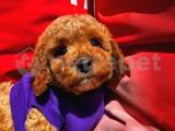 Bayram Neşesi Toy Poodle yavrumuz