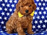 SAĞLIK VE IRK GARANTİLİ RED TOY POODLE YAVRUM PİO