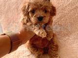 Anti̇alerji̇k Tüy Yapisina Sahi̇p Toy Poodle Yavrular