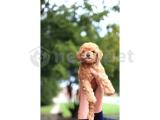 DİŞİ ERKEK AŞILI POODLE BEBEKLER