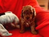 ANNE ALTINDAN TOY POODLE KARDEŞLER 