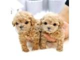 TEACUP DİŞİ POODLE BEBEĞİMİZ