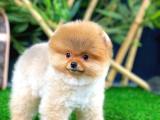 Ayı Surat pomeranian Boo Yavrularımız